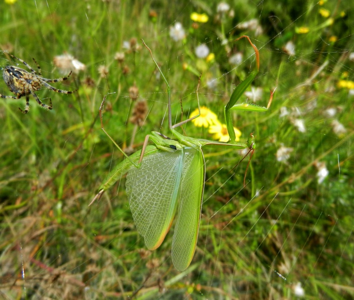 Mantis religiosa caduta in una ragnatela
